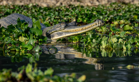 A Gharial or Gavialis gangeticus a Fish Eating Crocodile in the water hyacinths.の写真素材