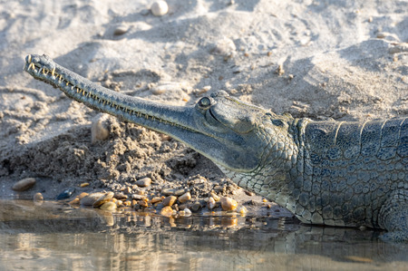 A Gharial or Gavialis gangeticus a Fish Eating Crocodile close-up of the head.の写真素材