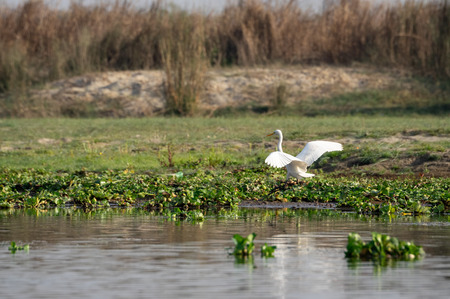 The Intermediate Egret or the Ardea intermedia flying.の写真素材