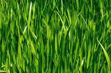 Field of Grass