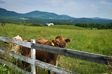 Some cows peeking over a board fence.の写真素材