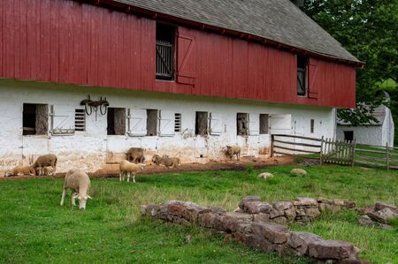Sheep at the Barn at the Hopewell Iron Furnace.