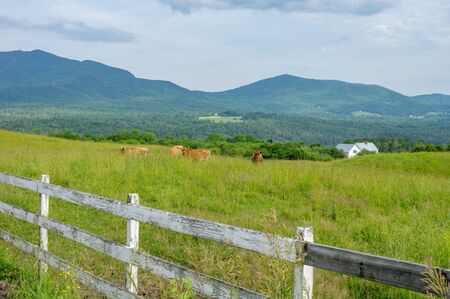 Some cows in a pasture in Vermont.の写真素材