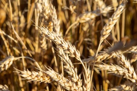 A close-up view of a field of wheat.の写真素材