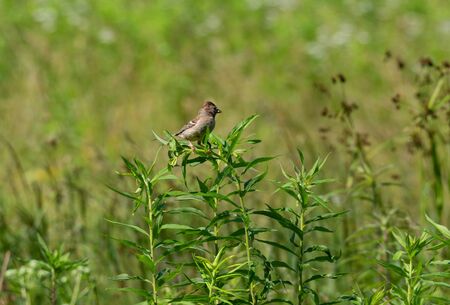 A field sparrow sitting on a plant in a meadow.