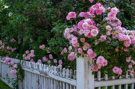 Roses on a white picket fence in Vermont.の写真素材