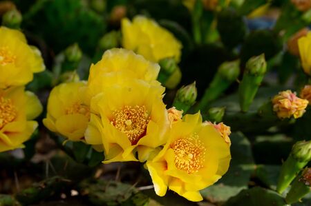Some bright yellow Prickly Pear Cactus Flowers.