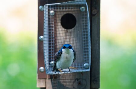 A tree swallow sitting in the porch of a birdhouse.