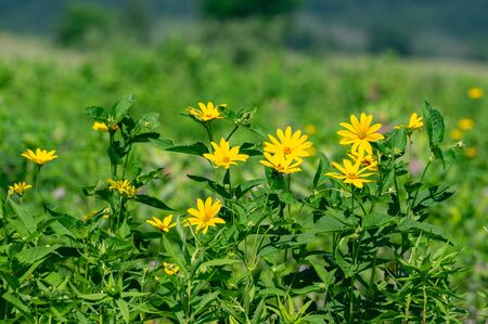 A field of woodland sunflowers in the countryside.の写真素材