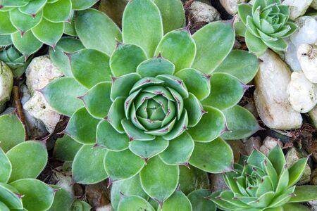 Details of succulent plants.の写真素材