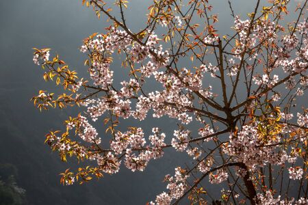 A beautiful backlit flowering tree in the mountains of Nepal.の写真素材