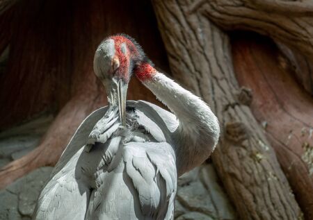 A sarus crane preening its feathers on its back.の写真素材