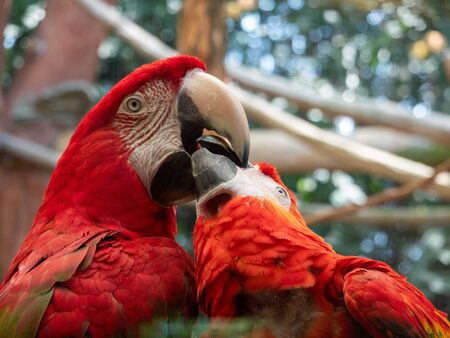 Two Macaws on a Perch touching their beaks together.の写真素材