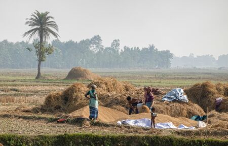 Biratnagar, Nepal - December 7, 2019: Some Nepali people threshing and sorting rice in the field.