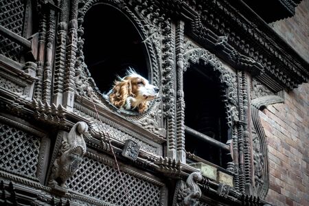 A dog looking out of a beautifully carved round window.の写真素材