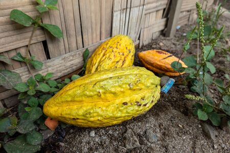 Three yellow cocoa bean pods lying on the ground to finish ripening.