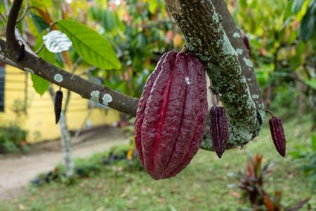 A cocoa tree with raw cocoa bean pods hanging from the branches.の写真素材