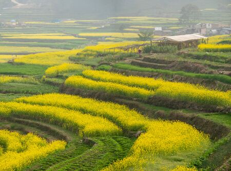 The beautiful yellow mustard plants making the countryside of Nepal very beautiful.の写真素材