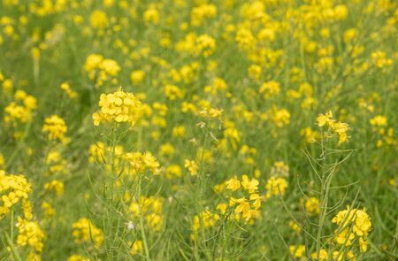 The beautiful yellow mustard plants making the countryside of Nepal very beautiful.