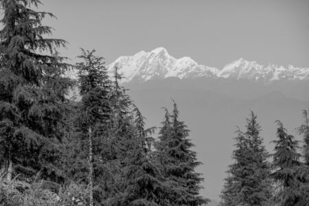 A background of the snow covered Himalaya Mountain Range in Nepal with pine trees in the foreground.