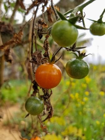 Some tomatoes hanging on the plant in the garden.の写真素材