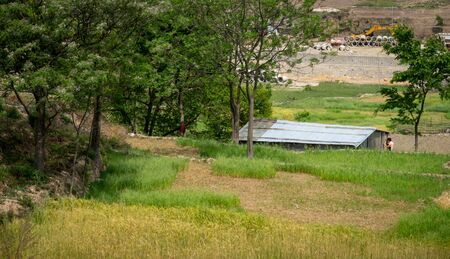 A wheat field and some trees in a valley in Nepal.