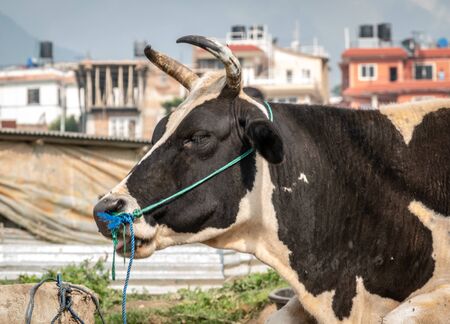 A close up portrait of a cow head.の写真素材