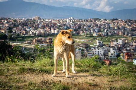 A dog on a hillside overlooking a city in the background.の写真素材