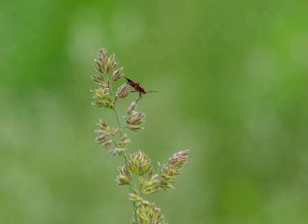 An insect sitting on a piece of grass in the outdoors.