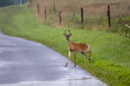 A three point yearling buck walking across a back country road.の写真素材