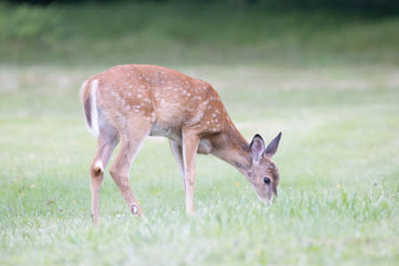 Wild white-tailed deer grazing on the green lawn in the summer.の写真素材