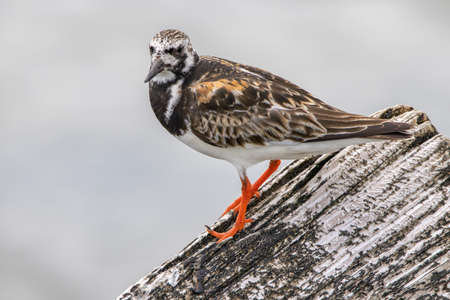 A ruddy turnstone on a piece of driftwood at the shore.の写真素材