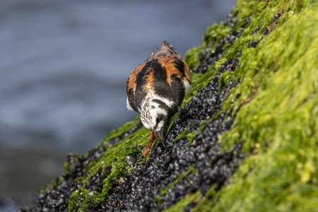 A Ruddy Turnstone hunting for food on a seaweed covered rock with the ocean waters in the...