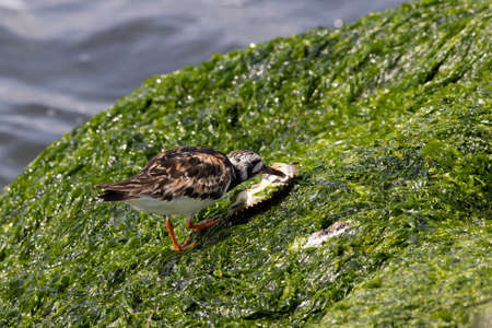 A ruddy turnstone looking for food on a seaweed covered rock by the ocean.の写真素材