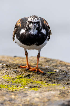 A ruddy turnstone standing on a rock at the shore.の写真素材