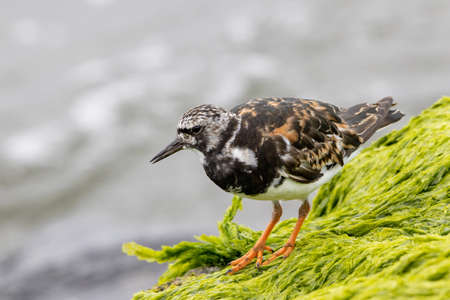 A ruddy turnstone standing on a rock at the shore.の写真素材