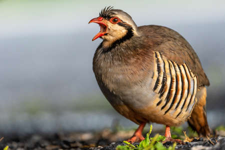 A beautiful wild chukar bird in the outdoors.