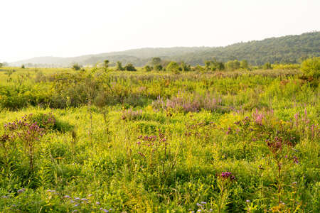 A Marshy Wilderness Covered in Wildflowers in the late summer season.