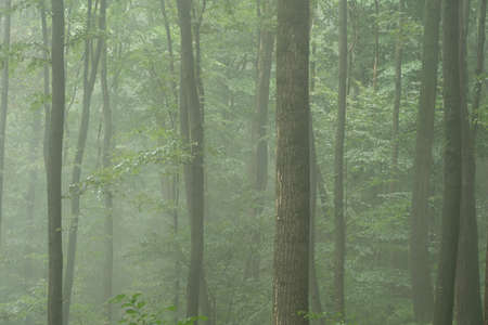 A beautiful background of trees in the forest in the early morning mist.