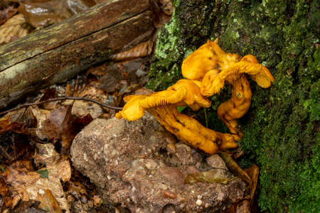 Some orange fungus growing from the base of a tree in a wet forest countryside.の写真素材