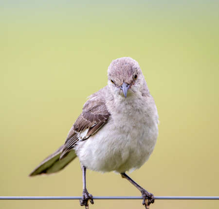 A mockingbird sitting on a wire of a fence.の写真素材