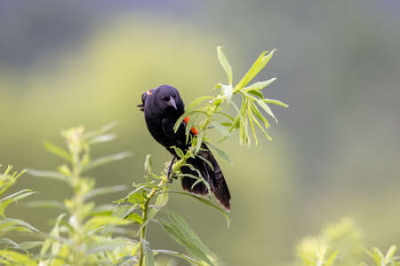 A Red-winged Blackbird Sitting on a Weed in a large field.の写真素材