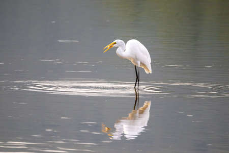 An egret eating a fish while standing in the water.