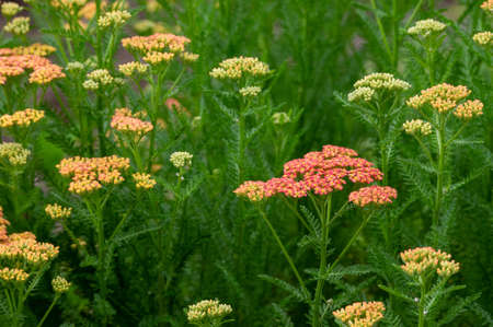 The beauty of the green and red of the yarrow plant.の写真素材
