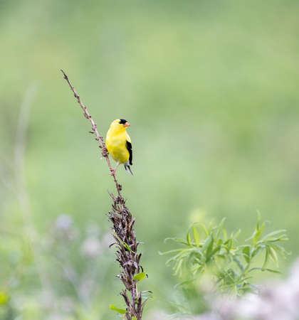 A male gold finch sitting on a dead plant in a green meadow.