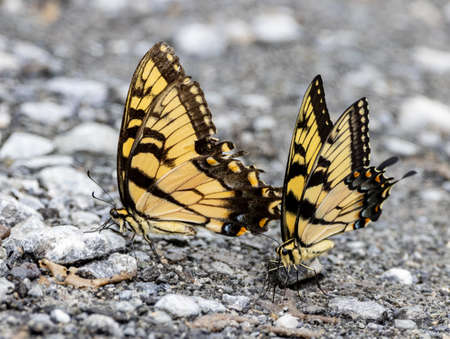 Two Tiger Swallowtail Butterflies feasting on dead worms in the roadway.の写真素材