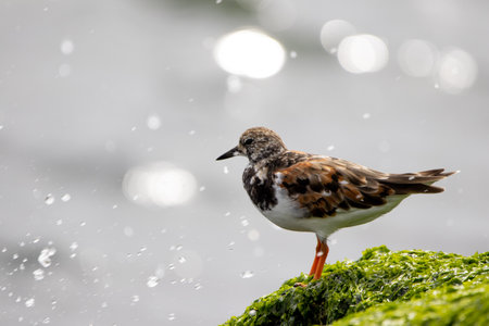 A ruddy turnstone with seaspray creating bokeh in the background.の写真素材