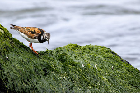 A ruddy turnstone standing on a rock at the shore.の写真素材