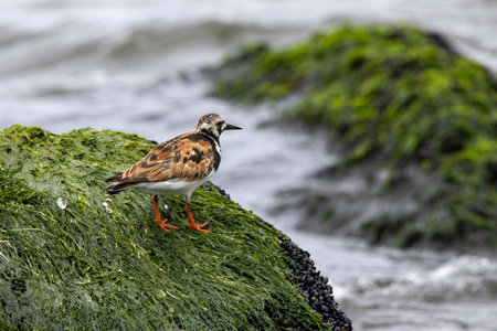 A ruddy turnstone standing on a rock at the shore.