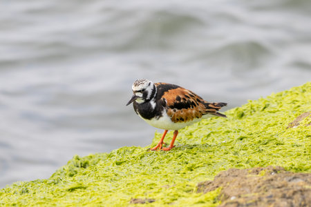 A ruddy turnstone standing on a rock at the shore.